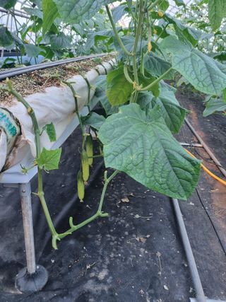 정융희님의 오이 · 자유게시판 작성글 사진