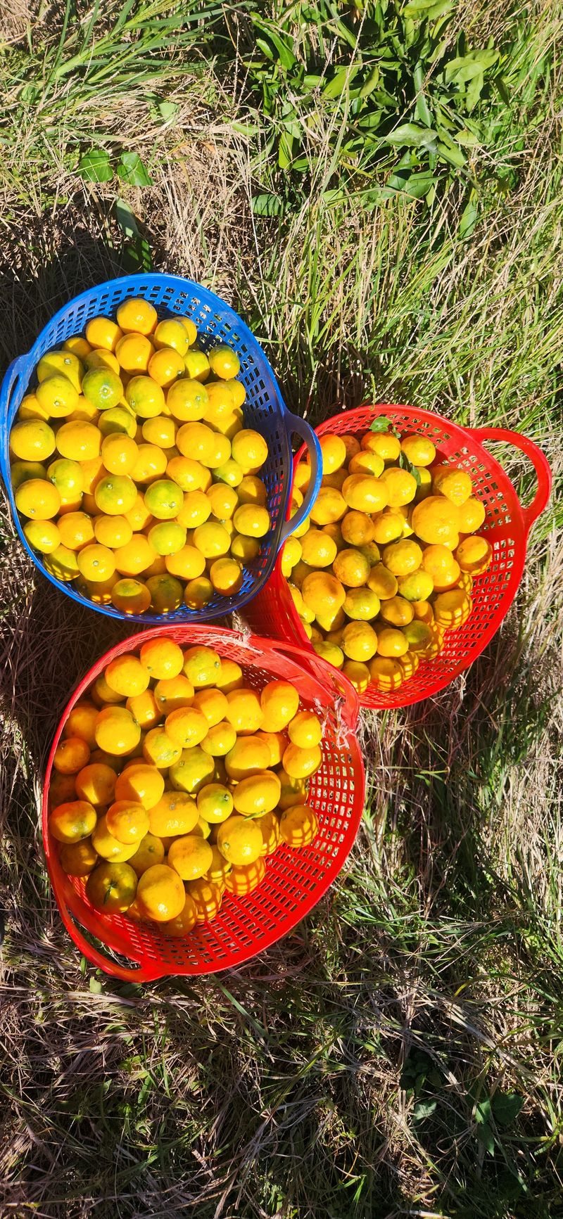 김경희님의 장터 판매 상품 [제주도노지감귤과 하우스황금향 5키로,10키로] 첨부 사진