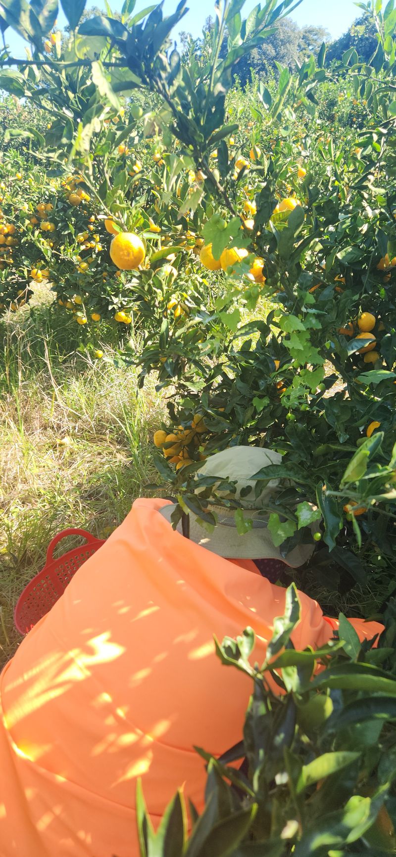 김경희님의 장터 판매 상품 [제주도노지감귤과 하우스황금향 5키로,10키로] 첨부 사진