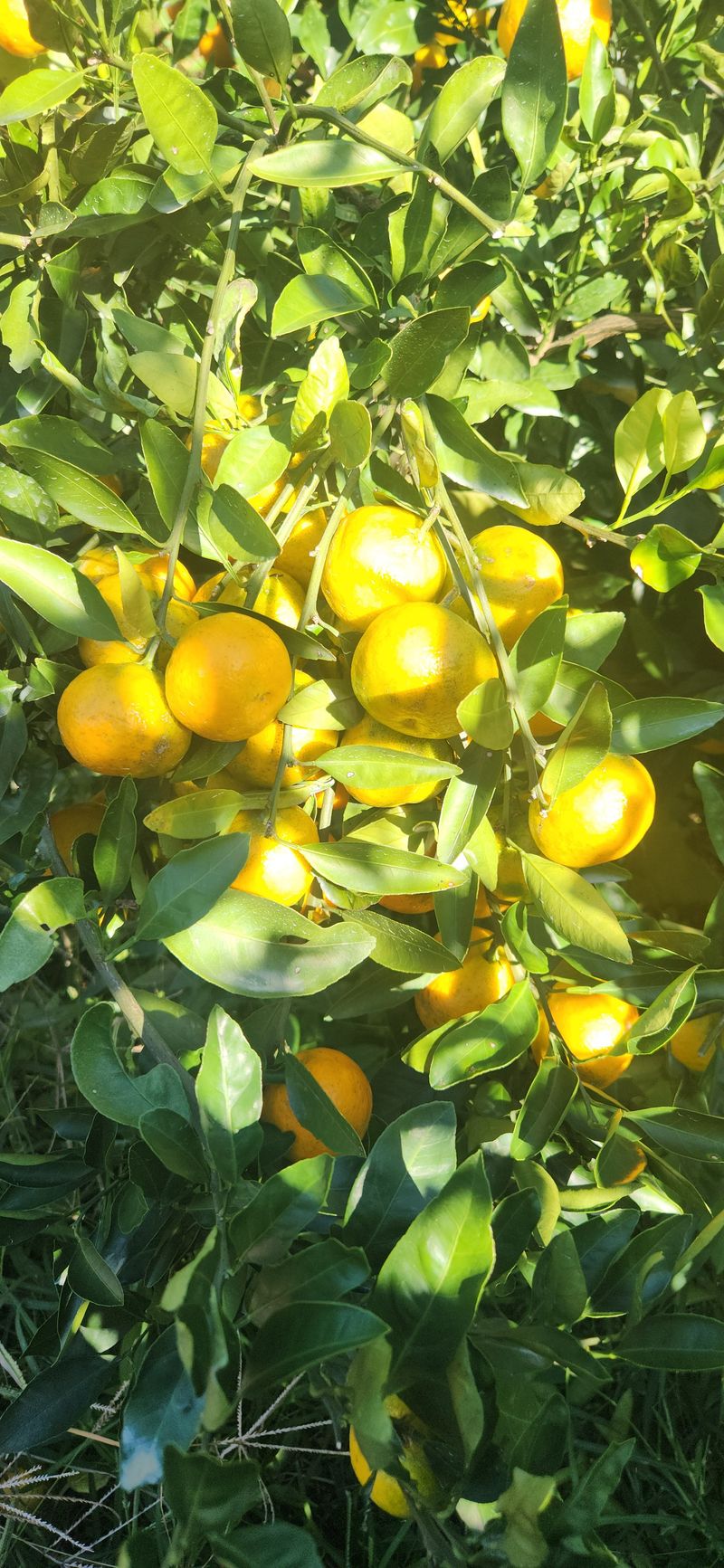 김경희님의 장터 판매 상품 [제주도노지감귤과 하우스황금향 5키로,10키로] 첨부 사진