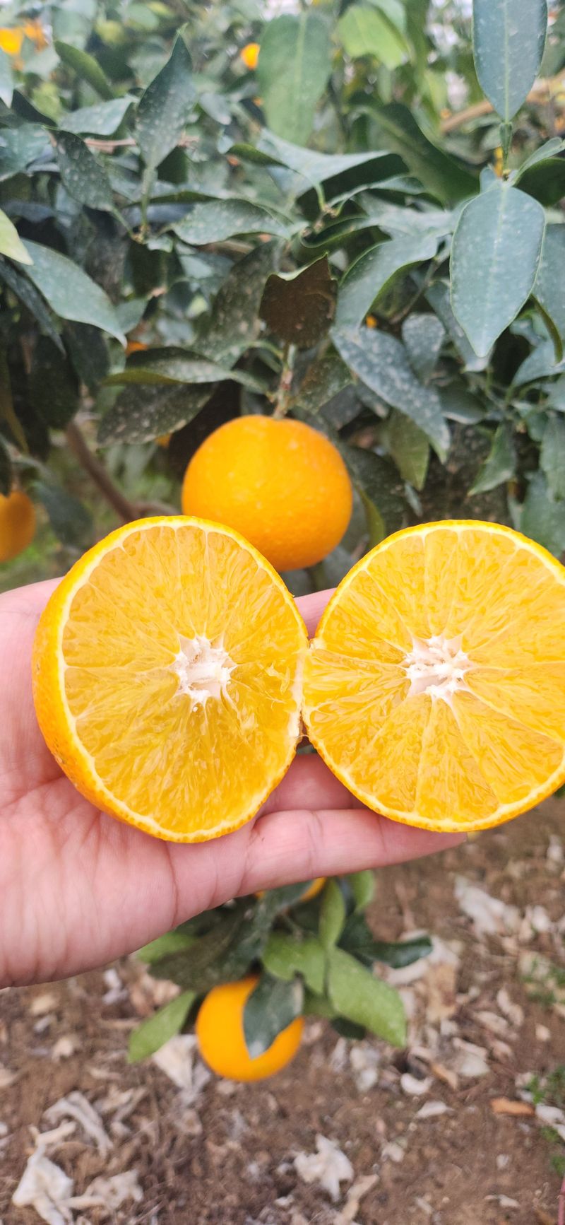 김경희님의 장터 판매 상품 [제주도노지감귤과 하우스황금향 5키로,10키로] 첨부 사진