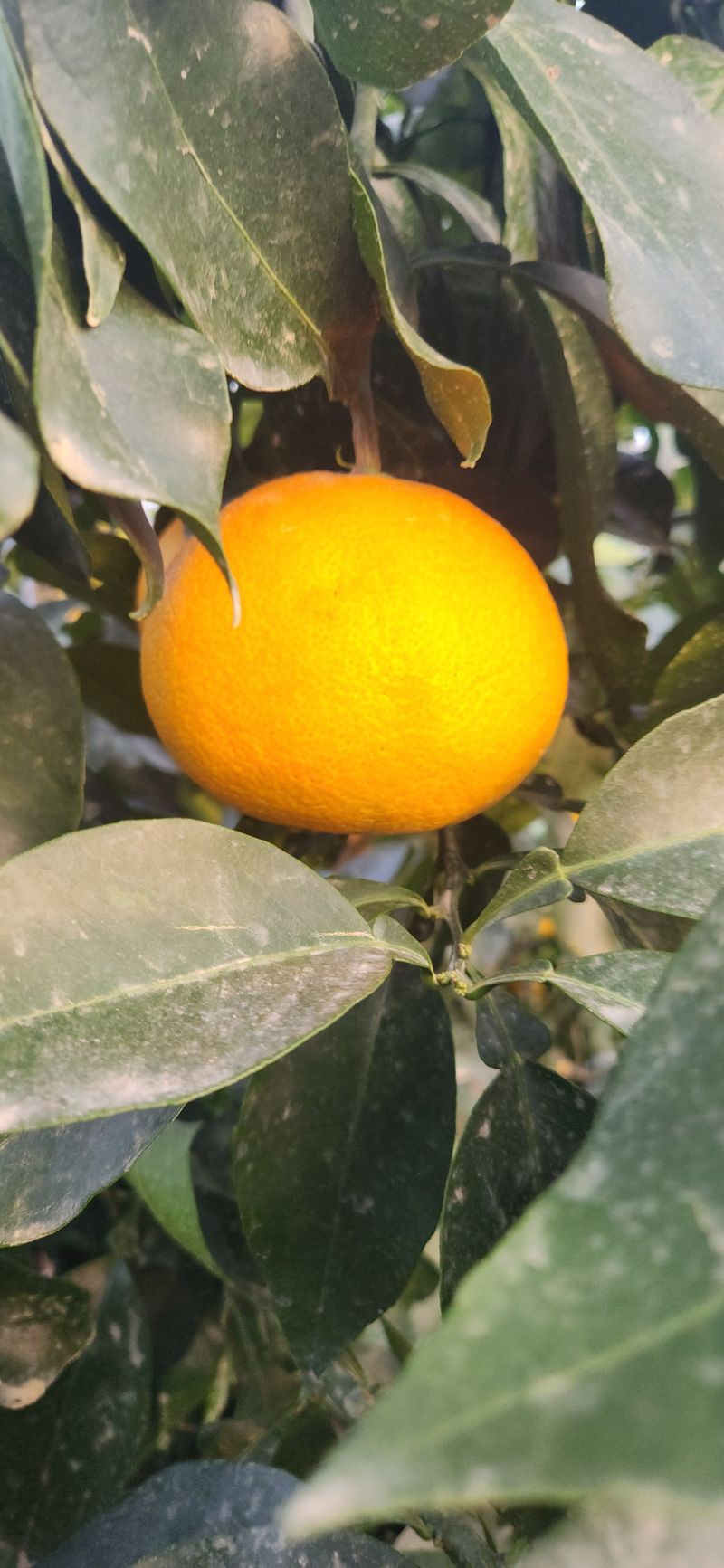 김경희님의 장터 판매 상품 [제주도노지감귤과 하우스황금향 5키로,10키로] 첨부 사진