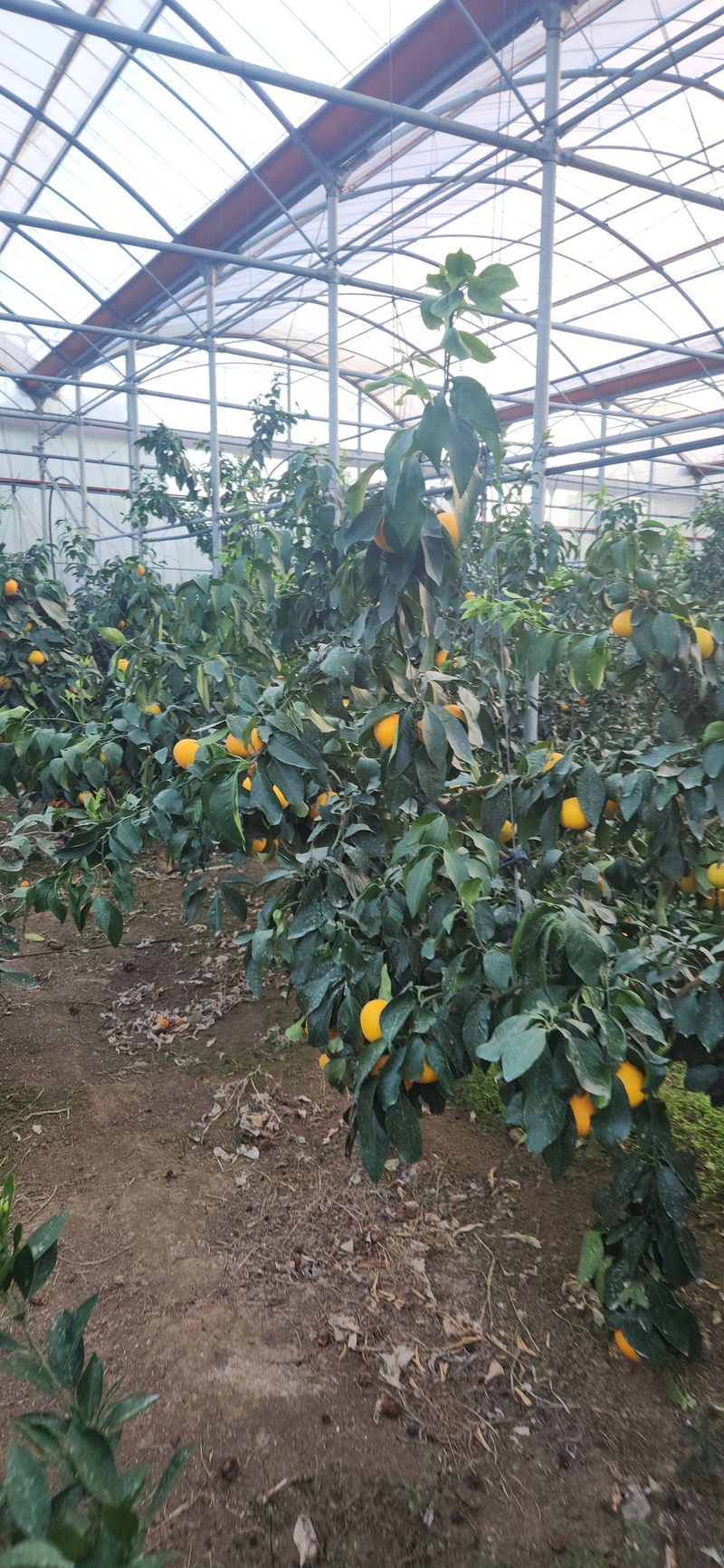 김경희님의 장터 판매 상품 [제주도노지감귤과 하우스황금향 5키로,10키로] 첨부 사진