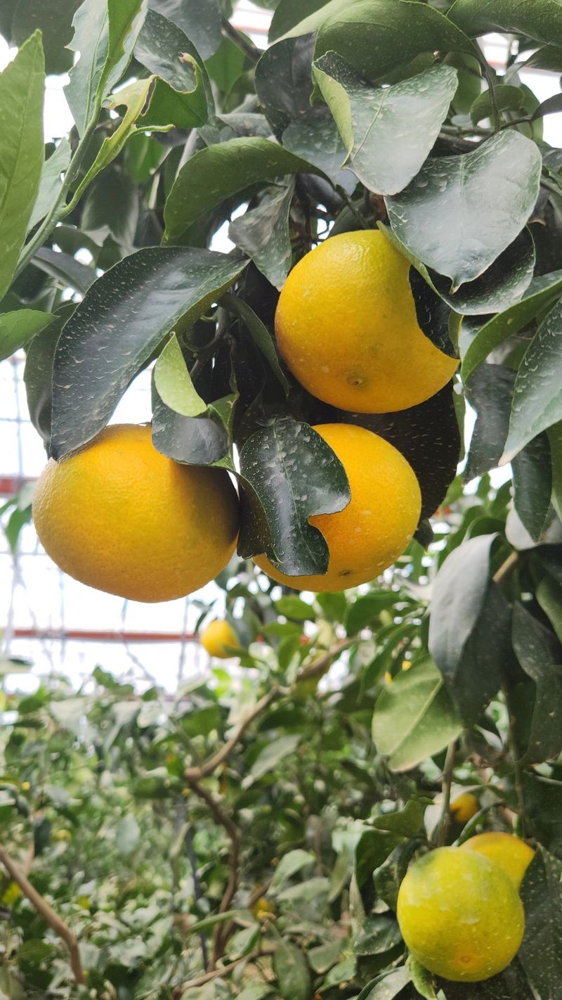 김경희님의 장터 판매 상품 [제주도노지감귤과 하우스황금향 5키로,10키로] 첨부 사진