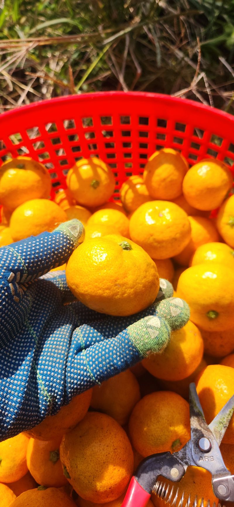 김경희님의 장터 판매 상품 [제주도노지감귤과 하우스황금향 5키로,10키로] 첨부 사진