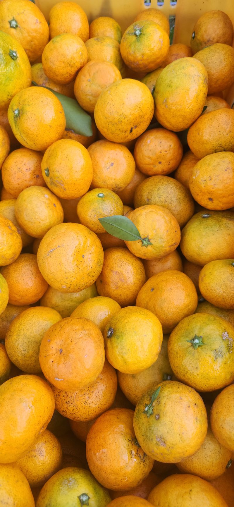 김경희님의 장터 판매 상품 [제주도노지감귤과 하우스황금향 5키로,10키로] 첨부 사진