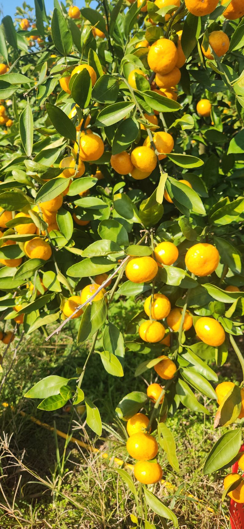 김경희님의 장터 판매 상품 [제주도노지감귤과 하우스황금향 5키로,10키로] 첨부 사진