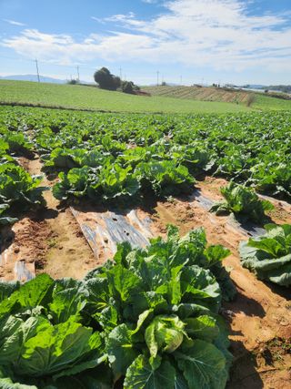 김저팔계님의 작성글 사진