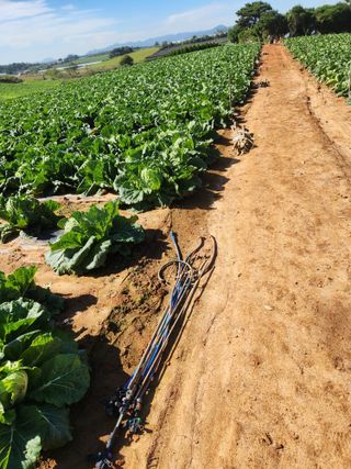 김저팔계님의 배추 · 영농일지 작성글 사진