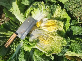 김저팔계님의 배추 · 영농일지 작성글 사진