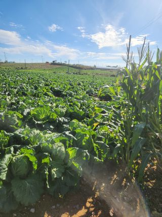 김저팔계님의 배추 · 영농일지 작성글 사진