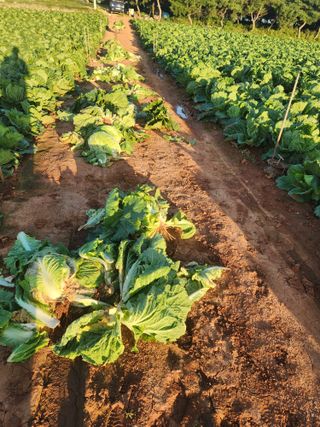 김저팔계님의 배추 · 영농일지 작성글 사진