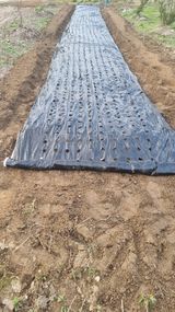 팜모닝 마늘·영농일지 게시글 이미지