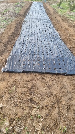 이천용님의 마늘 · 영농일지 작성글 사진