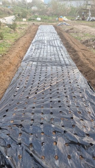 이천용님의 마늘 · 영농일지 작성글 사진