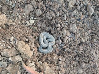 _고성농장님의 고추 · 영농일지 작성글 사진