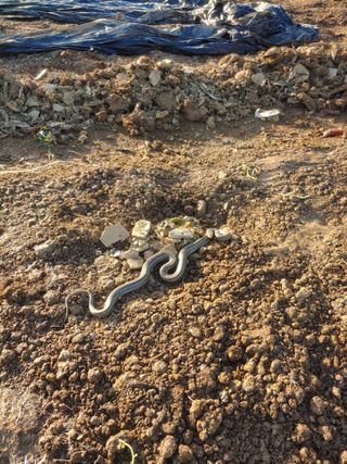 _고성농장님의 고추 · 영농일지 작성글 사진