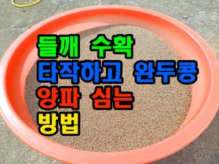 꿈꾸는텃밭님의 들깨 · 영농일지 작성글 사진