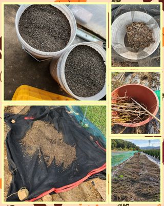 이창우님의 들깨 · 영농일지 작성글 사진