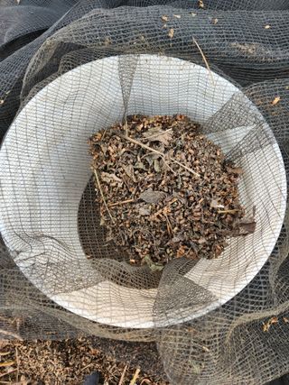 이창우님의 들깨 · 영농일지 작성글 사진