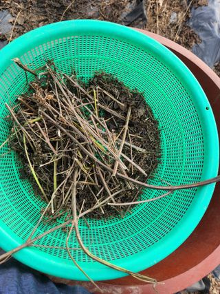 이창우님의 들깨 · 영농일지 작성글 사진