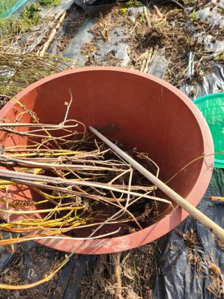 이창우님의 들깨 · 영농일지 작성글 사진