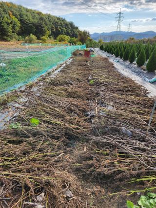 이창우님의 들깨 · 영농일지 작성글 사진
