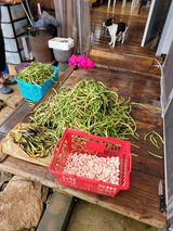 팜모닝 콩·영농일지 게시글 이미지