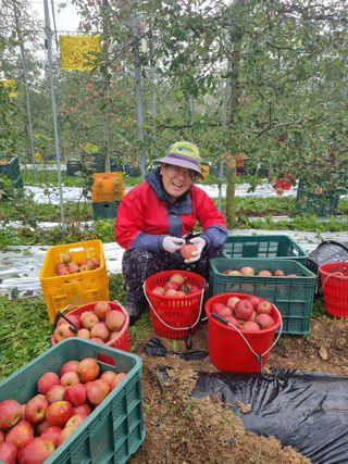 조순자님의 사과 · 영농일지 작성글 사진