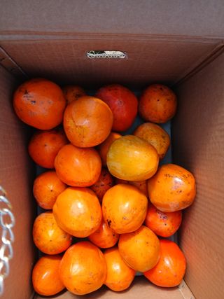 향양농장 사랑합니다님의 감 · 영농일지 작성글 사진