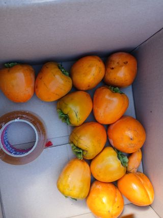 향양농장 사랑합니다님의 감 · 영농일지 작성글 사진