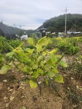 팜모닝 들깨·영농일지 게시글 이미지