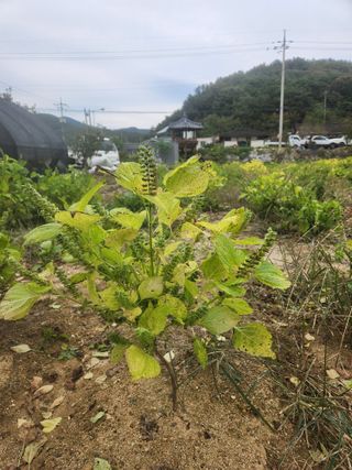 강인규님의 들깨 · 영농일지 작성글 사진