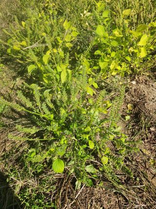 강인규님의 들깨 · 영농일지 작성글 사진