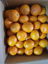 팜모닝 귤·수확 게시글 이미지