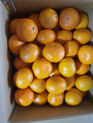 송응준님의 귤 · 수확 작성글 사진