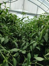 팜모닝 고추·영농일지 게시글 이미지