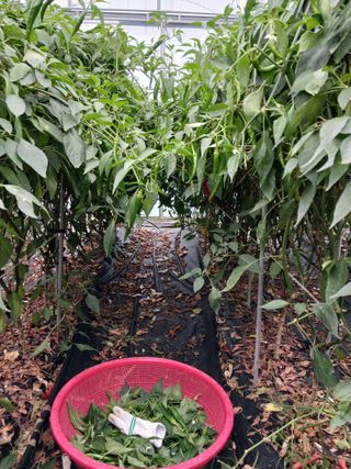 최광순님의 고추 · 영농일지 작성글 사진