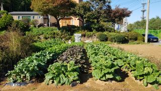 써니님의 기타작물 · 영농일지 작성글 사진