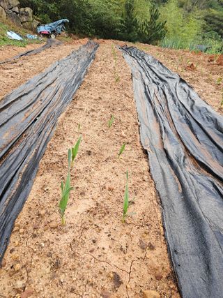 고흥박상남님의 마늘 · 영농일지 작성글 사진