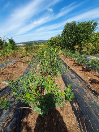 다 자급자족님의 블루베리 · 영농일지 작성글 사진