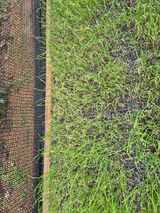 팜모닝 양파·병해충상담 게시글 이미지