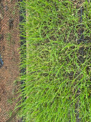 참깨1894님의 양파 · 병해충상담 작성글 사진