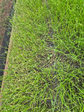 참깨1894님의 양파 · 병해충상담 작성글 사진