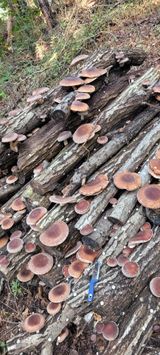 팜모닝 버섯·영농일지 게시글 이미지