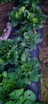 팜모닝 자유주제·자유게시판 게시글 이미지