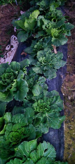 힐링농장님의 자유주제 · 자유게시판 작성글 사진