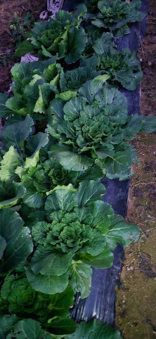 힐링농장님의 자유주제 · 자유게시판 작성글 사진