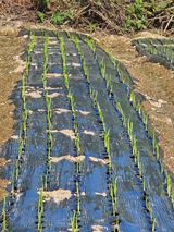 팜모닝 마늘·영농일지 게시글 이미지