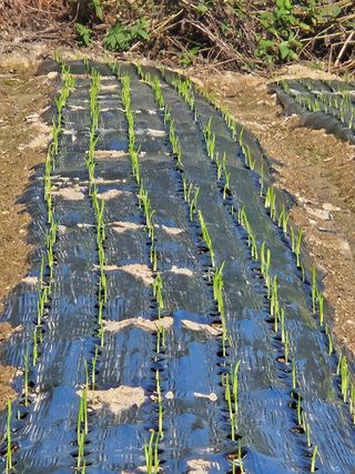 고사리.밤.육쪽마늘님의 마늘 · 영농일지 작성글 사진